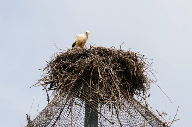 Bir leylek devasa yuvasının tepesine tünemiş. Karmaşık bir dal ve dal örgüsünden yapılmış. Yuva metal bir yapı tarafından destekleniyor, hepsi de açık gökyüzü arkaplanına karşı, sakin bir sahne yaratıyor..