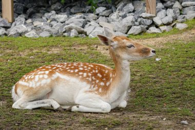Güzel bir geyik yavrusu yeşil çimlerin üzerinde huzur içinde güneşleniyor. Geyiğin benekli kürkü yemyeşil otlar ve gri taş arka planla çelişiyor. Huzurlu bir vahşi yaşam sahnesi.