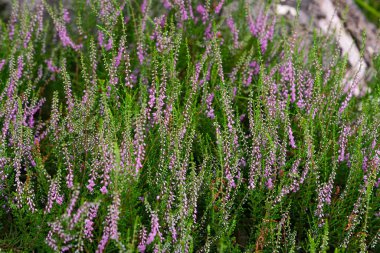 Doğal ışıkta yakalanan görüntü, çiçekli fundanın yoğun bir kısmına odaklanıyor. Küçük pembe çiçekler, keskin yeşil yapraklarla çelişen yumuşak bir doku oluşturur. Huzurlu ve doğal bir manzara..