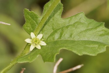 Yeşil çiçekli beyaz bryonya, Bryonia dioica kır çiçeği bitkisinin doğal dikey görüntüsü.