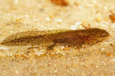 Solungaçlı su larvası Tayvan semenderi Hynobius quelpaertensis 'in doğal yakın çekimi.