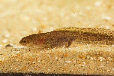 Solungaçlı su larvası Tayvan semenderi Hynobius quelpaertensis 'in doğal yakın çekimi.