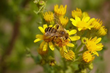 Pantaloon ya da kıllı bacaklı maden arısı, Dasypoda hirtipes, Melittidae familyası sarı ragwort çiçekleri, Jacobaea vulgaris...