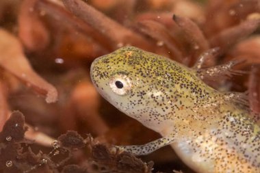 Avrupa alp semenderlerinin solungaçlı larvaları Ichthyosaura alpestris inexpect