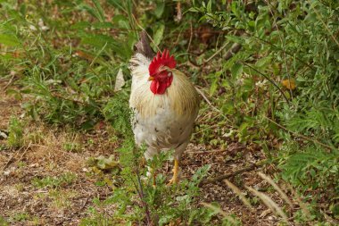 Yeşillik yeşilliklerin ve filizlenen çimlerin ortasında duran horoz çok güzel bir yaratıktır. Çarpıcı kırmızı taç ve tüylerdeki belirgin işaretler göze çarpıyor. Horoz tuhaf bir şekilde dik dik bakıyor..