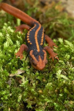 Çin semenderi Tylototriton shanjing 'in nesli tükenmekte olan renkli bir gencin doğal yakın çekimi.