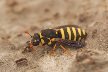 Görüntü, açık kahverengi bacaklar ve şeffaf kanatlarla tamamlanmış, siyah gövdesine karşı sarı şeritler gösteren bir eşekarısı yakalıyor. Eşek arısı açık kahverengi bir zeminde dinleniyor ve doğal bir zemin oluşturuyor..