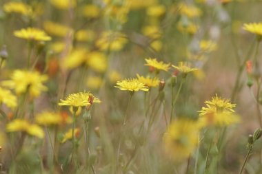 Bu fotoğraf parlak sarı çiçeklerle dolu bir tarlayı yakalar. Çiçekler, narin taç yapraklarıyla çevreleyen çimenlerin ve yaprakların doğal tonlarına karşı durarak bir sıcaklık hissi yaratırlar..