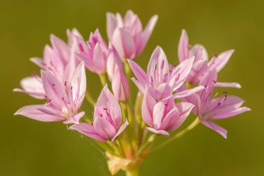 Bir grup narin, açık pembe Allium çiçeği, ayrıntılı taç yaprağı desenlerini sergileyerek çiçek açar. Yumuşak, sıcak ışık, nötr tonlu arkaplana karşı duran ince tonlarını vurguluyor..