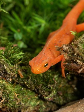 Kırmızı benekli semender Notophthalmus viridescens 'ın renkli kırmızı sahnesinde doğal yakın çekim.