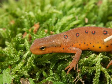 Kırmızı benekli semender Notophthalmus viridescens 'ın renkli kırmızı sahnesinde doğal yakın çekim.