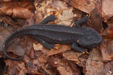 Soyu tükenmekte olan Mangshan Timsahı Newt, kurumuş yapraklı Tylototriton lizhengchangi 'ye doğal olarak yakın çekim.
