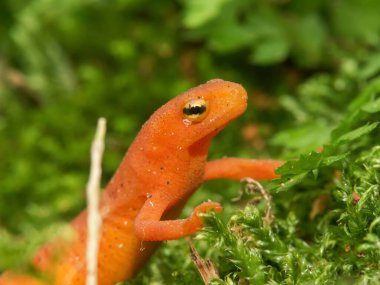 Kırmızı benekli semender Notophthalmus viridescens 'ın renkli kırmızı sahnesinde doğal yakın çekim.