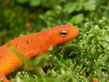 Kırmızı benekli semender Notophthalmus viridescens 'ın renkli kırmızı sahnesinde doğal yakın çekim.