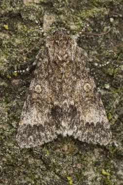 Odak noktamızı kapatalım. Ağaç kabuğunda dinlenen güve doğayla örtüşüyor. Doğa, çevre, doğadaki güzellik ve vahşi yaşam projeleri için idealdir.