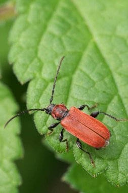 Gal meşesi uzun boynuzlu Beetle Pyrhidium sanguineum 'un matrosu yemyeşil bir yaprağın üzerine tünemişti. Görüntü böceğin karmaşık detaylarını ve yaprağın canlı dokusunu yakalar..
