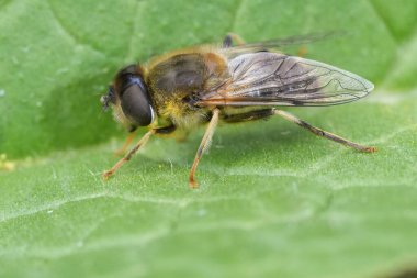 Konik İHA Sineği, Eristalis pertinax, Avrupa 'nın uçan çok sayıda türünden biri.