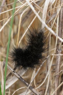 Yakın çekim makro fotoğraf, kuru otların arasında yünlü bir ayı tırtılın emeklemesini içeriyor. Görüntü doğanın, vahşi yaşamın, sonbaharın, dokunun ve mevsimlerin temaları.