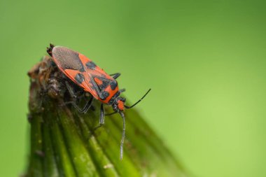 Renkli, parlak, Avrupalı Rhopalid böcek Corizus hyoscyami 'nin yeşil yapraklı doğal yakın çekimi.