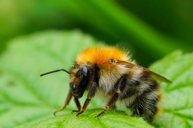 Yeşillik bir yaprağın üzerinde tüylü bir yaban arısının yakın çekimi. Detaylı böcek fotoğrafı doğanın güzelliğini ve canlılığını aktarır. Ekolojiyi, bahçeleri ve yazı resmetmek için mükemmel.
