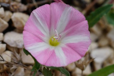 Yakın plan beyaz çizgili pembe Convolvulus çiçeğini sunar. Yumuşak ışık ve nötr arkaplan ayrıntıları güçlendirir. Doğa, bahar, yaz ya da bahçe projesi tasarımı için ideal