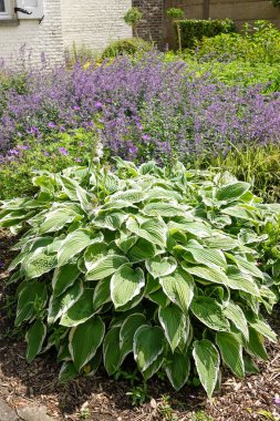 Ev sahibi bitki yaprakları ve mor çiçeklerin çiçek açtığı bahçenin yakın görüntüsü. Açık hava, güneşli bir gün. Yazı, bitkiyi, büyümeyi, bahçe konseptini resmet