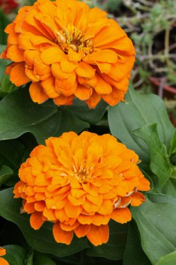 Yakından bakınca, yemyeşil yaprakların arasında açan iki canlı turuncu zinya çiçeği görülüyor. Neşeyi çağrıştırıyor, sıcaklığı. Doğa, bahçıvanlık, yaz temaları için ideal