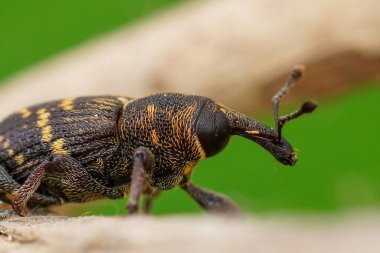 Bir Hylobius abietis buğday böceğinin doğal yakın çekimi. Arka planda bulanıklık olan tahtanın üzerinde sürünüyor.
