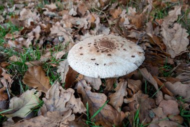 Detailed close up on large parasol mushroom Macrolepiota procera nestled among fallen leaves and grass. The mushroom cap is a pale color with darker spots, set against a backdrop of decaying foliage.