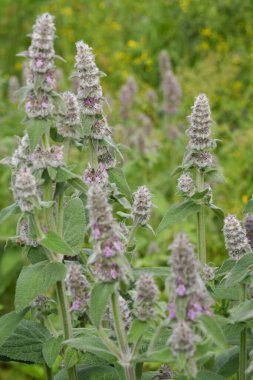 Bulgaristan 'daki mor çiçekli Downy Woundwort kır çiçeği Stachys Germanica' nın doğal yakın çekimi