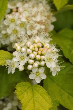 Yakın plan, beyaz çiçek ve tomurcukların karmaşık detaylarını yakalar. Yeşiller yemyeşil bir zemin oluşturuyor. Doğa, bahçıvanlık ve yaz güzelliği projeleri için ideal. - 180.