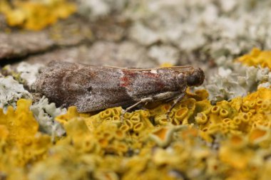 Küçük bir mikro güve boynuzu üzerinde doğal yakın plan, akrobasi suavellası ile kaplanmış bir parça odun.