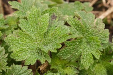 Nane kökünden bir bitki olan Leonurus Cariadiaca adlı yaban otu bitkisinin yeşil yapraklarına doğal olarak yakın plan.