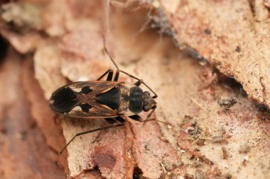 Parlak benekli Rhyparochromus vulgaris 'in doğal yakın çekimi tahtada kamufle oldu.
