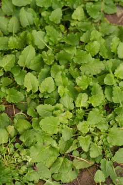 Gelişmekte olan yeşil yapraklara doğal olarak yakın çekim. Yaygın yaban otları, Lapsana komünü.