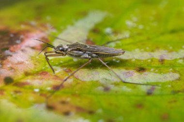 Bir su yürüyücüsü, bir göletteki yeşil bir nilüfer yaprağının üzerinde dinlenir. Kapalı çekim, doğanın küçük harikalarını sunar. Huzuru, dengeyi, çevresel içeriği anımsatır.