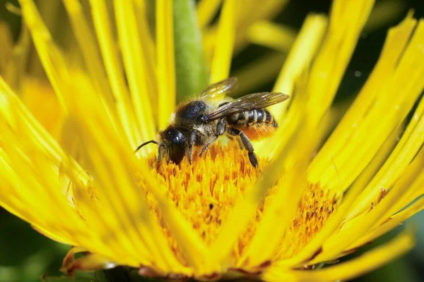 Doğal olarak, dişi bir Patchwork yapraklı arı üzerinde, Megachile centuncularis bahçede büyük sarı bir Inula çiçeğiyle besleniyor.