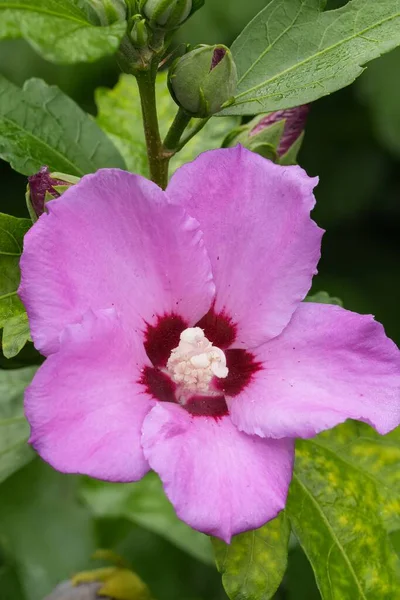 Sharon Çiçeği 'nin detaylı yakın plan görüntüsü. Açık mor taç yaprakları koyu kırmızı merkezle tezat oluşturur. Bahçe tasarımı, doğa ve botanik içerikte kullanılıyor. Doğanın nazik dokunuşu