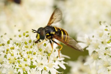 Kuzeyli mızrak sineği Chrysotoxum arcuatum, Avusturya 'daki Herakleum çiçeğinin üzerinde oturuyor.