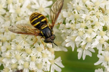 Kuzeyli mızrak sineği Chrysotoxum arcuatum, Avusturya 'daki Herakleum çiçeğinin üzerinde oturuyor.