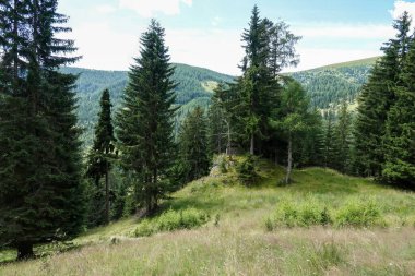 Bereketli yeşil ağaçların, çimenli çayırların ve mavi gökyüzünün altında yuvarlanan tepelerin olduğu sakin bir dağ manzarası yakalayın. Doğa, seyahat ya da çevre tanıtım görüntüleri