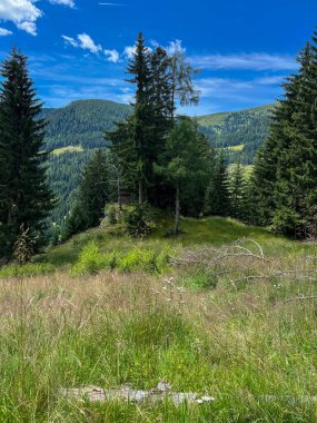 Huzurlu bir dağ çayırı canlı yeşil çimenler, Evergreen 'ler ve dağlı berrak mavi bir gökyüzü. Seyahat, peyzaj ve doğa temaları için ideal