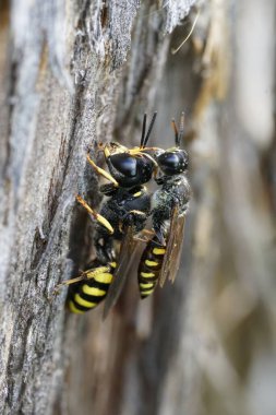 Makro çekim, ağaç kabuğunun dokulu yüzeyinde dinlenen iki siyah ve sarı kazıcı eşekarısı içerir. Eşek arıları doğal ortamda odunla zıtlık yaratır. Doğa için kullan.