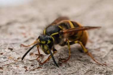 Yakın plan çekimde, beton bir yüzeyde sarı bir eşek arısı görülüyor. Makro mercek, karmaşık anatomisini yakalar. Eğitim, işaretler ve bilimsel çalışmalar için ideal