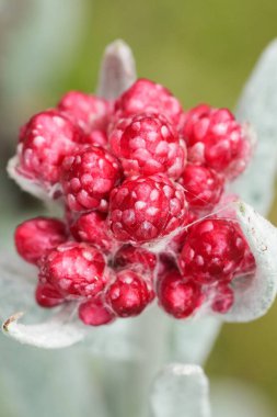 Sonsuz kırmızı yosun çiçeğine doğal olarak yakın çekim, Helichrysum sanguineum, aynı zamanda Maccabees 'in kanı olarak da bilinir.