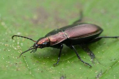 Makro, doğada tek bir yeşil yaprağın üzerindeki, Poecilus cupreus adlı, metalik kahverengi bir yer böceğinin yakın çekimi. Yanardöner yüzey, ılık bir yaz gününde ışığı yakalar..