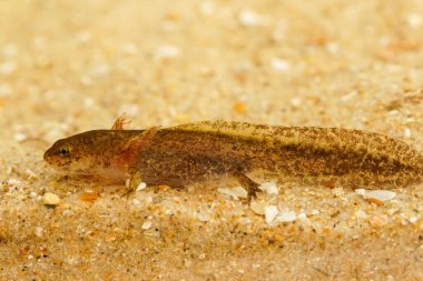 Solungaçlı su larvası Tayvan semenderi Hynobius quelpaertensis 'in doğal yakın çekimi.