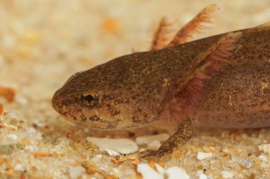 Solungaçlı su larvası Tayvan semenderi Hynobius quelpaertensis 'in doğal yakın çekimi.