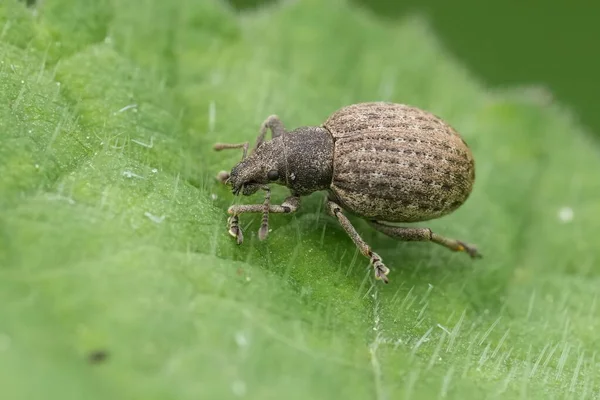 Detaylı makro çekim vitrini canlı yeşil bir yaprağın üzerinde küçük bir Liophloeus tessulatus buğday biti levreği. Doğanın yakın çekim alanı, bilim, tarım ya da biyolojinin ihtiyaçları için kullanım