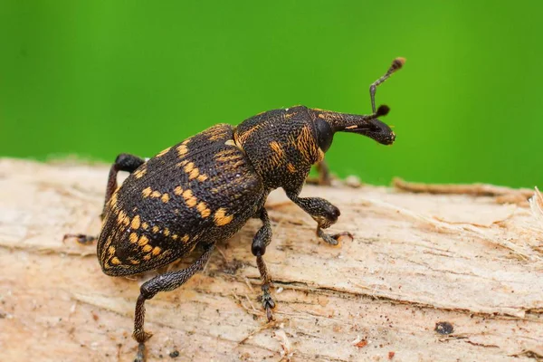 Bir Hylobius abietis buğday böceğinin doğal yakın çekimi. Arka planda bulanıklık olan tahtanın üzerinde sürünüyor.